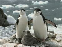 penguin Wallpapes