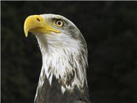 eagle Wallpapers