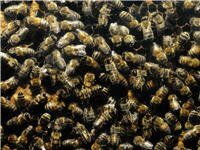 bee Wallpapers