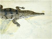crocodile Wallpapers
