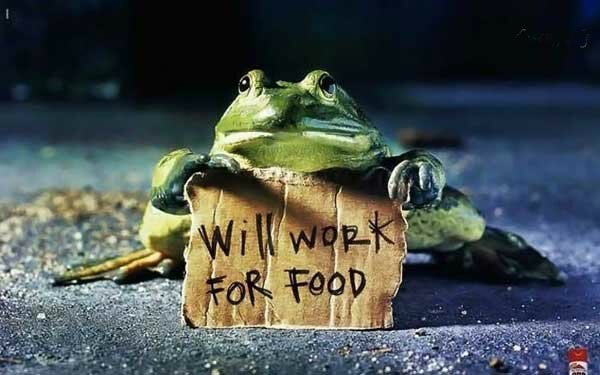 hungry-frog