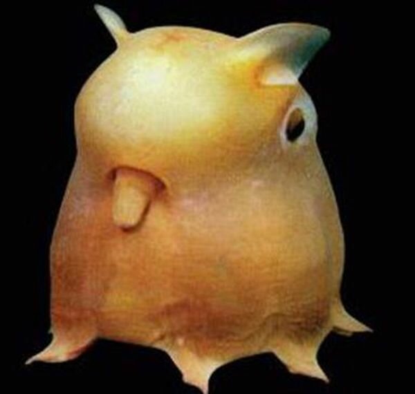 dumbo_octopus.jpg