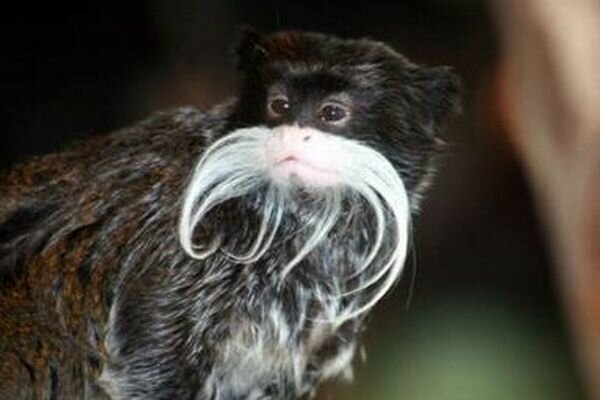 emperor_tamarin.jpg