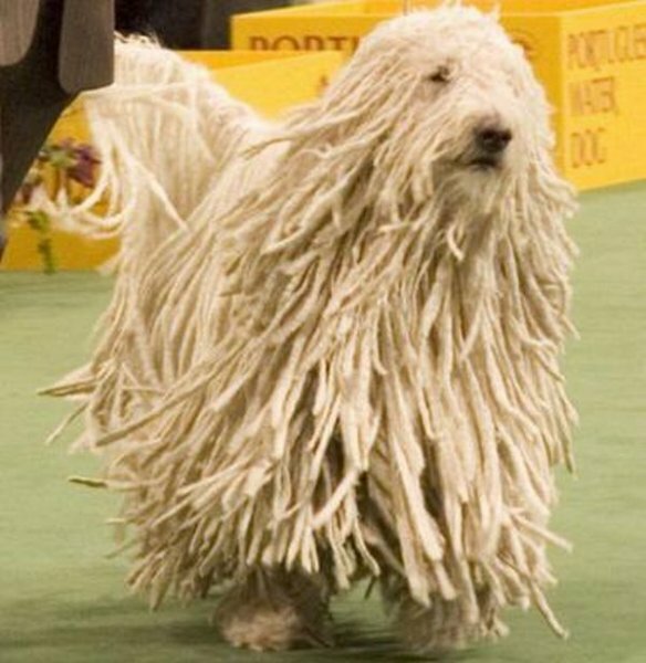 komondor_dog.jpg