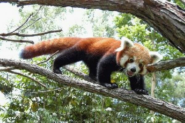 Funny Red Panda Wild Animals