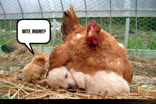 funny dog and chickens