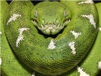 snake wallpaper
