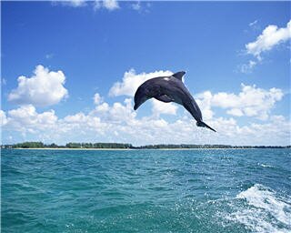 dolphin wallpapers 