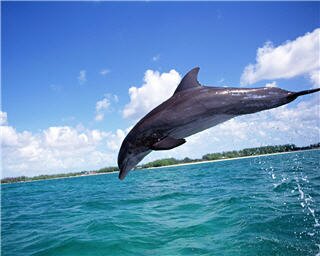 dolphin wallpapers 