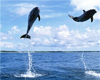 dolphin wallpapers 