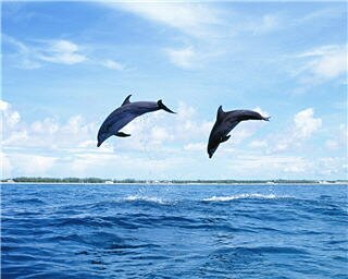 dolphin wallpapers 