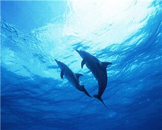 dolphin wallpapers 