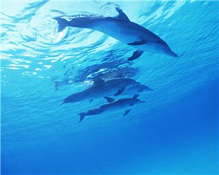 dolphin wallpapers 