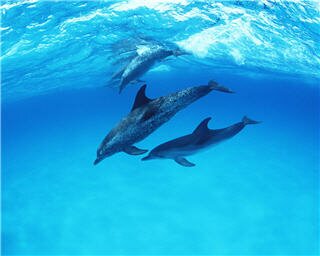 dolphin wallpapers 