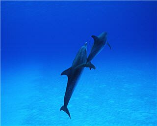 dolphin wallpapers 