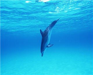 dolphin wallpapers 