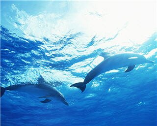 dolphin wallpapers 