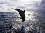 dolphin wallpapers